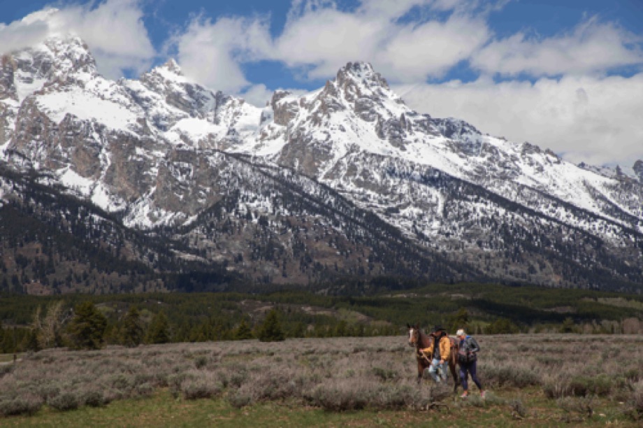 Grand Tetons - Horse in field
Near Windy Point Turnout